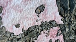 Băng tuyết màu hồng xuất hiện trên dãy Alps. Ảnh: RTE