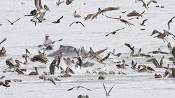 Một số con vật thường có dấu hiệu bồn chồn trước khi động đất xảy ra. Ảnh: Internet