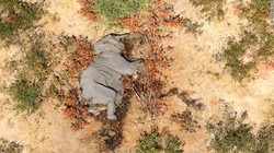 Điều tra nguyên nhân gây ra cái chết bí ẩn của những con voi ở Botswana. Ảnh: CNN