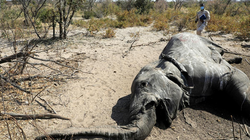 Hơn 350 con voi chết hàng loạt ở Botswana. Ảnh: REUTERS