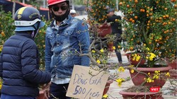 Chợ hoa Tết Đà Nẵng bán đồng giá mai xuân 500 nghìn đồng/chậu vẫn ế khách.