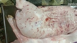 Heo bệnh tại cơ sở gia công cho C.P. Việt Nam sao lại có dấu được lưu thông?