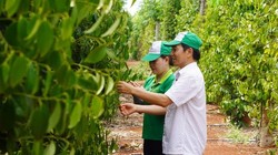 Ba kịch bản với "vàng đen" Việt Nam khi Mỹ áp thuế quan mới