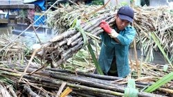 Cần cơ chế đấu thầu nhập khẩu đường rộng rãi và cơ chế đấu thầu kép.