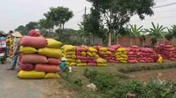 Thu mua tạm trữ lúa gạo