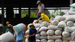 Giá lúa gạo tăng mạnh thêm sau tin mua tạm trữ