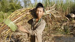 Người nông dân trồng mía đang thuộc nhóm nghèo khó nhất 