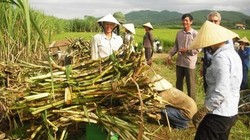 Sợ mất bảo hộ, Hiệp hội mía đường gửi đơn cầu cứu