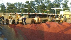 Cà phê Việt Nam xuất khẩu vào Ả Rập Xê Út bị phát hiện nhiễm hóa chất