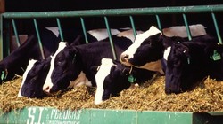 Bầu Đức và Nutifood xây ‘biệt thự bò’ tại Hà Nam