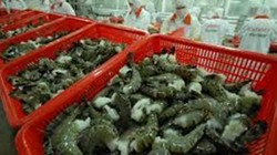 Tôm Việt bị Mỹ từ chối vì nhiễm kháng sinh