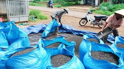 Đề phòng thương lái Trung Quốc làm rối loạn thị trường hồ tiêu