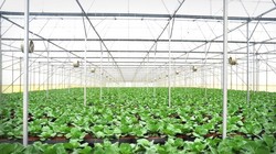 Cánh đồng rau sạch 500 ha của tỷ phú Phạm Nhật Vượng