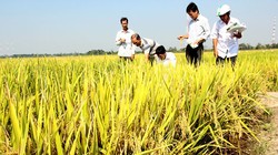 Tám doanh nghiệp mua lúa trực tiếp với các hợp tác xã và nông dân trên diện tích 9.500ha 