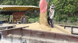 Thu mua lúa tạm trữ lúa của nông dân vụ Đông Xuân.