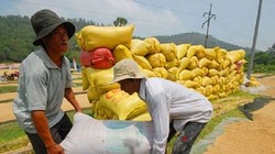 Lãi suất hỗ trợ tiền vay mua tạm trữ thóc, gạo không quá 7%/năm