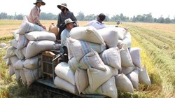 Thu hoạch lúa hè thu ở Giồng Riềng, Kiên Giang 