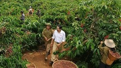 Cà phê Trung Quốc bít đường cà phê Việt?