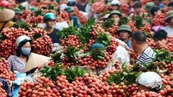 Mùa vải năm nay sẽ có một lượng lớn được xuất sang Úc