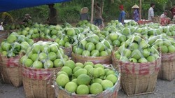 Vào mùa thu hoạch rộ là trái cây ở ĐBSCL liên tục rớt giá 