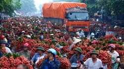 Vải thiều Lục Ngạn - Bắc Giang ùn ứ vào tháng 6/2014 khiến không ít nông dân trồng vải lao đao