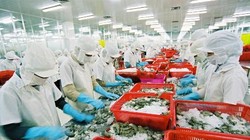 Việc tỷ giá đồng USD tăng mạnh đã gây khó khăn cho các doanh nghiệp xuất khẩu thủy sản