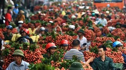 Mùa vải 2015: Bộ Công Thương sẽ làm gì?