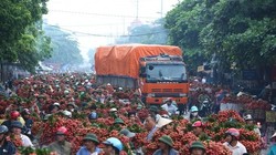 Vải thiều chợ Kép bị tắc nghẽn ở Quốc lộ 31 thời điểm chính vụ tháng 6/2014