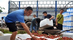 Bộ Công Thương dự báo giá vải thiều năm nay sẽ tương đương với 2014