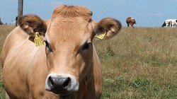 Lĩnh vực nông nghiệp của Thanh Hóa đang thu hút các nhà đầu tư lớn