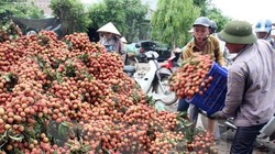 Việc mở rộng thị trường tiêu thụ vải sang các nước sẽ giúp giá vải ổn định hơn. Trong ảnh: thu hoạch vải tại Lục Ngạn, Bắc Giang