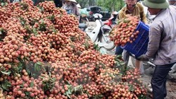 Tập kết, vận chuyển vải đi tiêu thụ ở huyện Thanh Hà (Hải Dương)