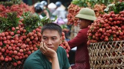 Mùa vải 2015: Vẫn phải trông chờ thị trường nội và xuất Trung Quốc