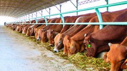 Bầu Đức cho biết, lý do chưa ghi nhận doanh thu từ bò vào quý I/2015 vì tập đoàn muốn dồn dòng tiền này cho quý II, thời điểm bò xuất chuồng đạt chuẩn với số lượng lớn. Ảnh:Vũ Lê.