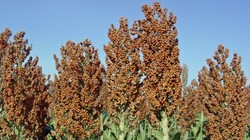 Siêu cao lương là giống cao lương mới (ở VN được biết đến nhiều hơn với tên bo bo) - Ảnh tư liệu