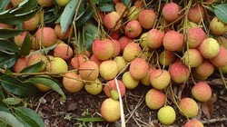 Xuất qua nhiều cửa khẩu, vải thiều được giá cao