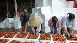 Giá vải thiều tại Hải Dương đang được doanh nghiệp thu mua cao hơn 10% so với tiểu thương Trung Quốc.