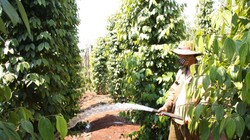 Thương lái Trung Quốc gây rối loạn thị trường hồ tiêu