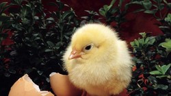 Một con gà “cõng” 14 loại phí: Bộ Nông nghiệp đề xuất “giải cứu”