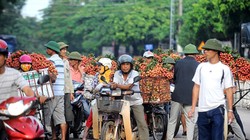 Thương lái Trung Quốc về nước sớm hơn mọi năm khiến vải thiều tại Lục Ngạn thậm chí rớt giá kỷ lục còn 3.000-4.000 đồng mỗi kg