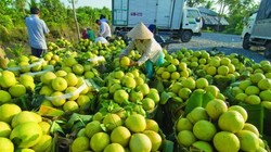 DN Nhật “bắt bệnh” ngành nông nghiệp Việt Nam