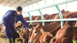 Ai mua bò của bầu Đức?