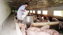 “Bóng ma” chất cấm bao phủ ngành chăn nuôi