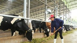 Mặc dù phát triển mạnh nhưng sản xuất sữa bò trong nước mới đáp ứng được 40% nhu cầu tiêu thụ nội địa - Ảnh: TL