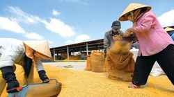 Vinafood 2 bị giám sát tài chính: Khi doanh nghiệp phải “sắm vai” Nhà nước 