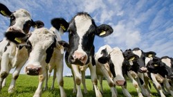 Chính phủ quyết định thoái toàn bộ vốn tại Vinamilk