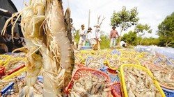 Xuất khẩu thủy sản đang gặp bất lợi do nguồn nguyên liệu không đảm bảo chất lượng, vệ sinh. Ảnh: LÊ HOÀNG VŨ