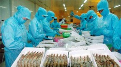 Trên 8.000 tấn thủy sản xuất khẩu bị... trả về