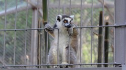 Vượn cáo đuôi khoang được nhốt trong chuồng ở Vinpearl Safari Phú Quốc. Ảnh: Việt Tường.