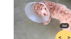 Facebook ra Like, Love, Haha, Wow, Sad, Angry trên toàn cầu, có cả Việt Nam